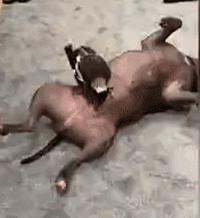 主人救了一只小狗,狗狗怀孕但是它有奶是不是难产