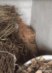 “兄弟睡觉压得胳膊都变色了，要不要叫醒他？”醒来一定很酸爽