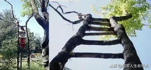 最新世界十大“怪”，最后一个太绝了！