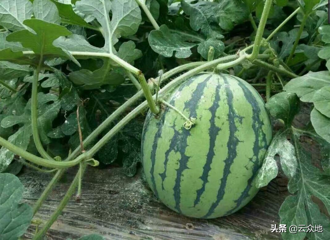 西瓜怎么种植才能快速生长,西瓜二次结瓜的种植方法
