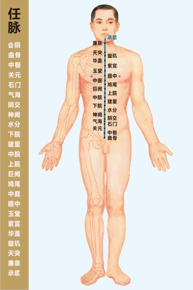 最全经络高清动图,人体经络穴位图腿部穴位