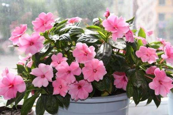 水梅花总是掉叶子，你是不是走进了这些误区？学会了就能爆盆