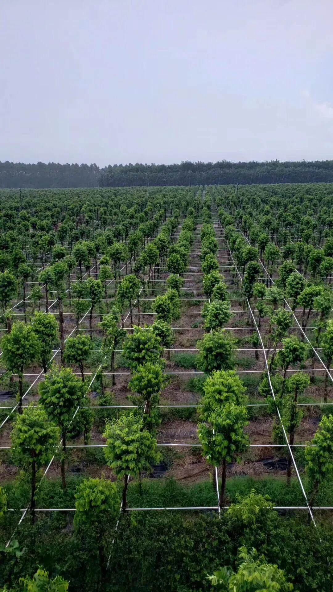 奇楠沉香茶春茶,沉香奇楠花茶小众