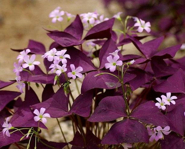 紫叶幸运草晚上怎么养,紫花幸运草养殖方法