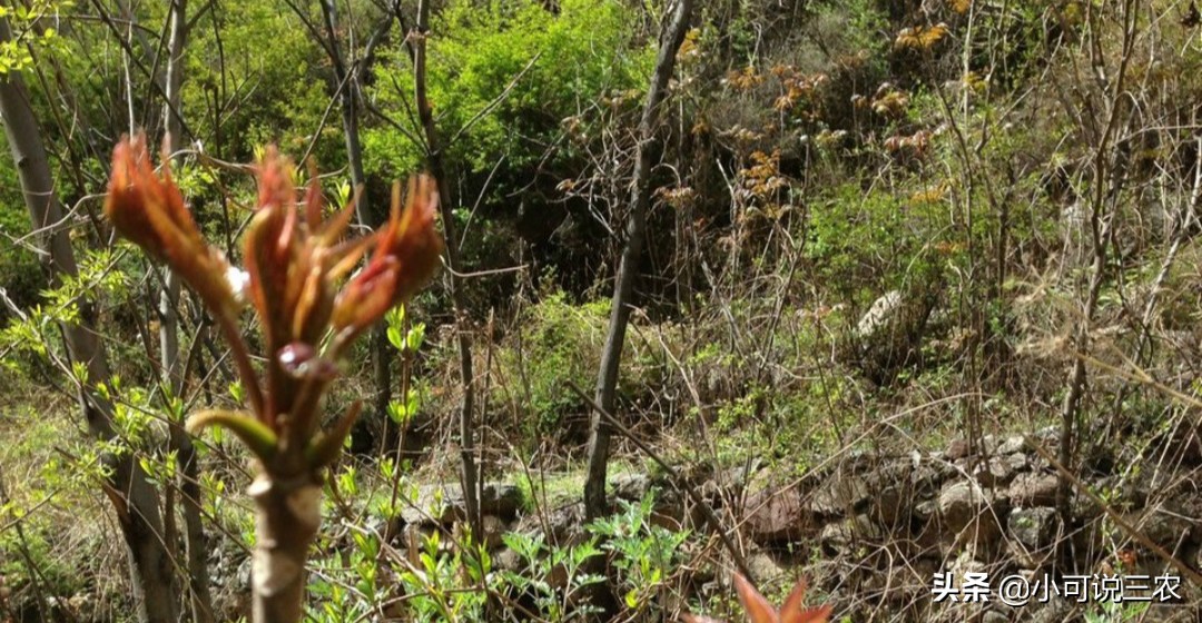香椿种植前景和销路,香椿种植市场前景及市场价格