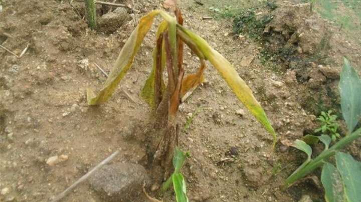 生姜防治姜瘟病的方法,生姜姜瘟病用什么农药防治特效