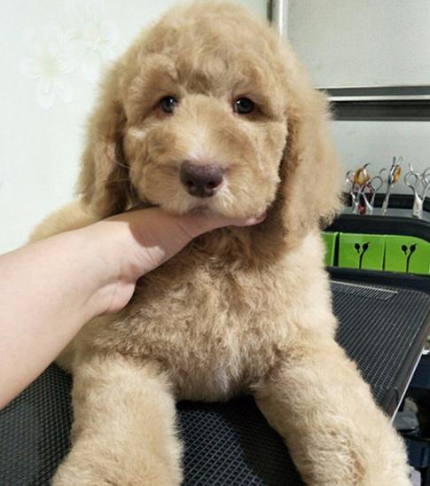 如何给贵宾犬梳理毛发,贵宾犬的毛发护理