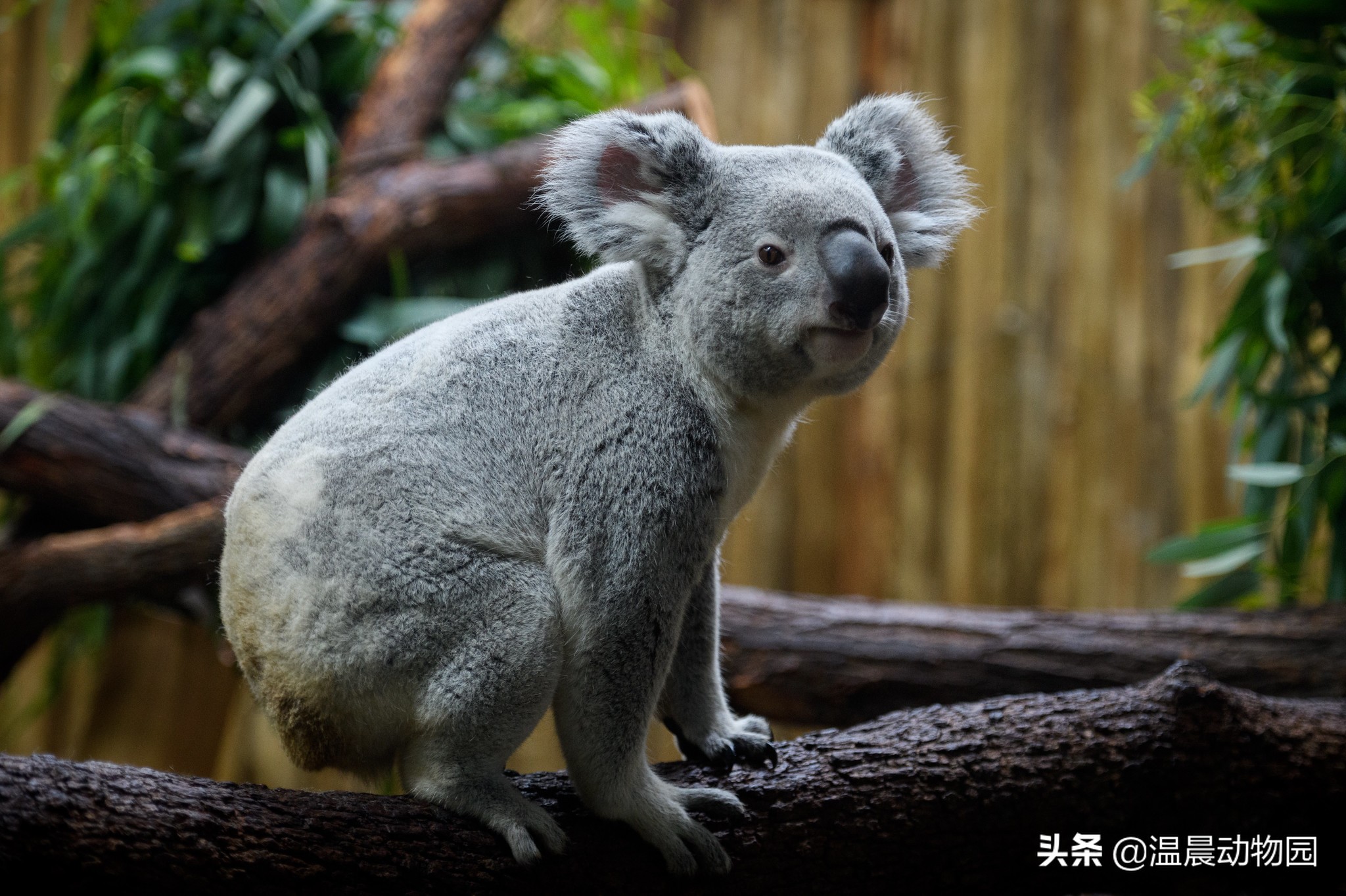 树袋熊科普知识,树袋熊一旦怒起来反而更可爱了