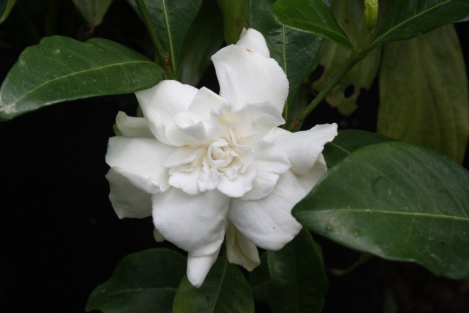 樱花植物有哪些品种,植物世界系列