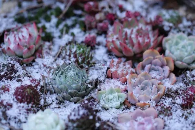冬季多肉被冻伤怎样处理恢复快,冻伤的多肉植物还能活过来吗