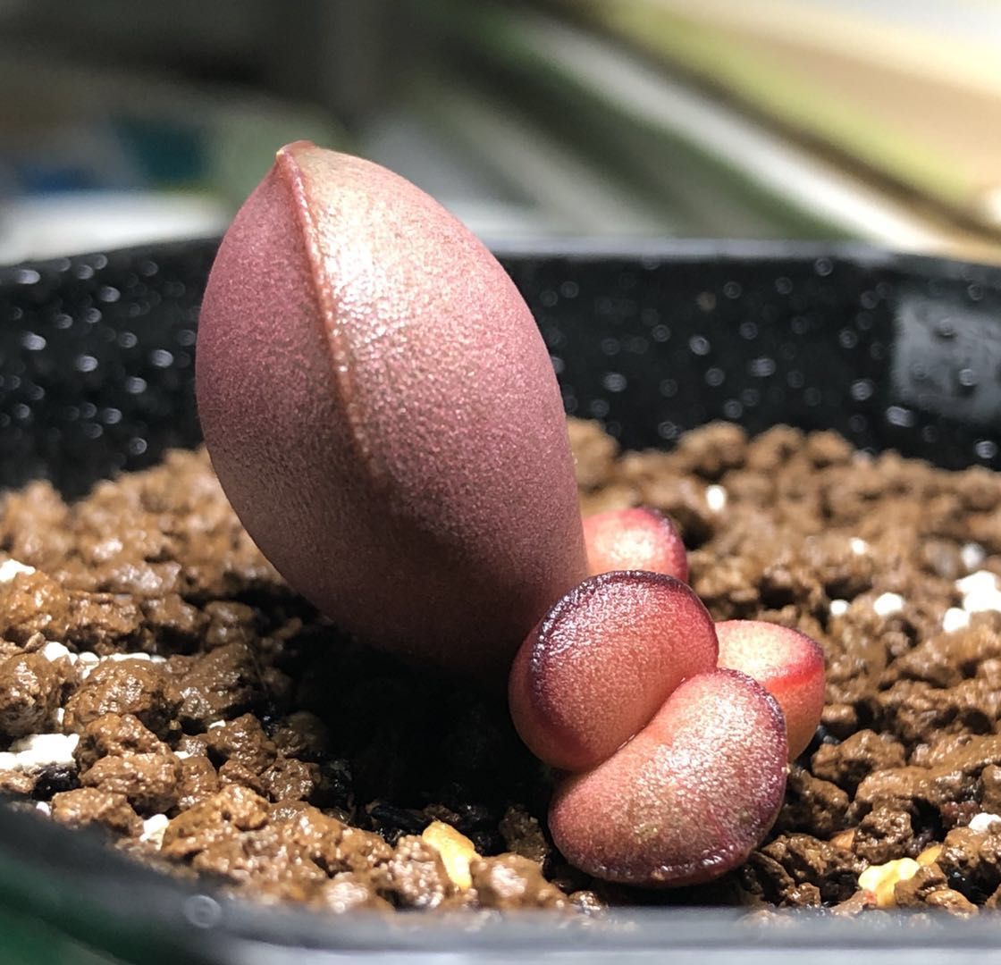 全部水泡类多肉,水泡多肉耐冻不