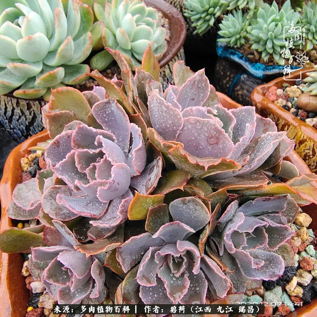 养了五年的多肉看到岁月的痕迹,经过一年春夏秋冬的轮回
