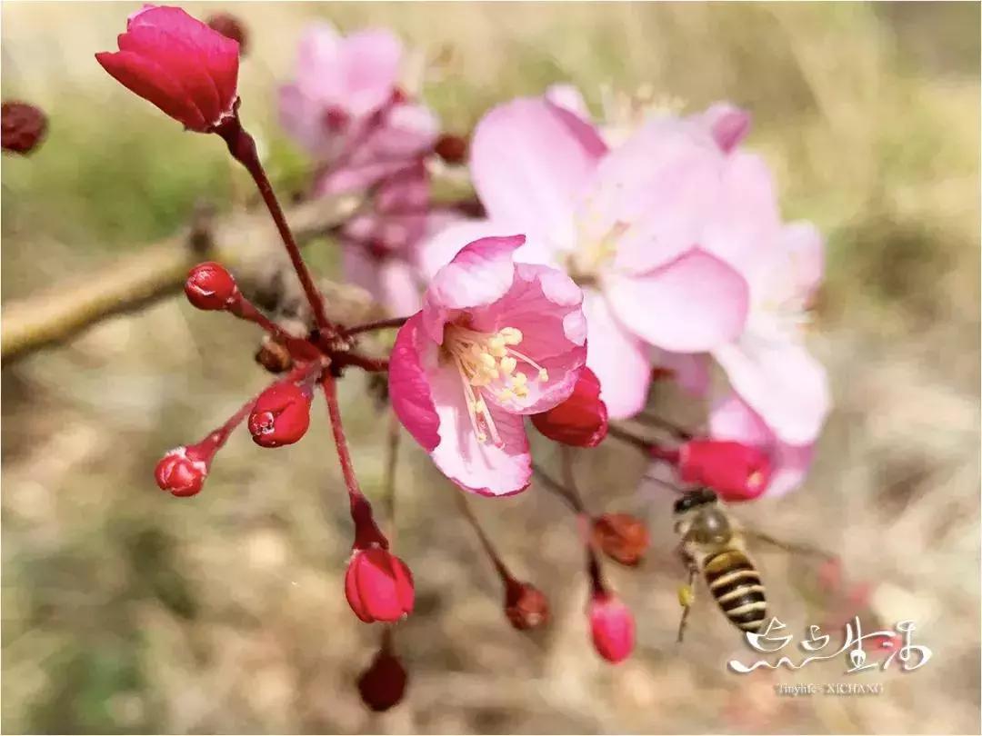 西昌春天一定不能错过的美景,不来黄山你永远不知道有多美
