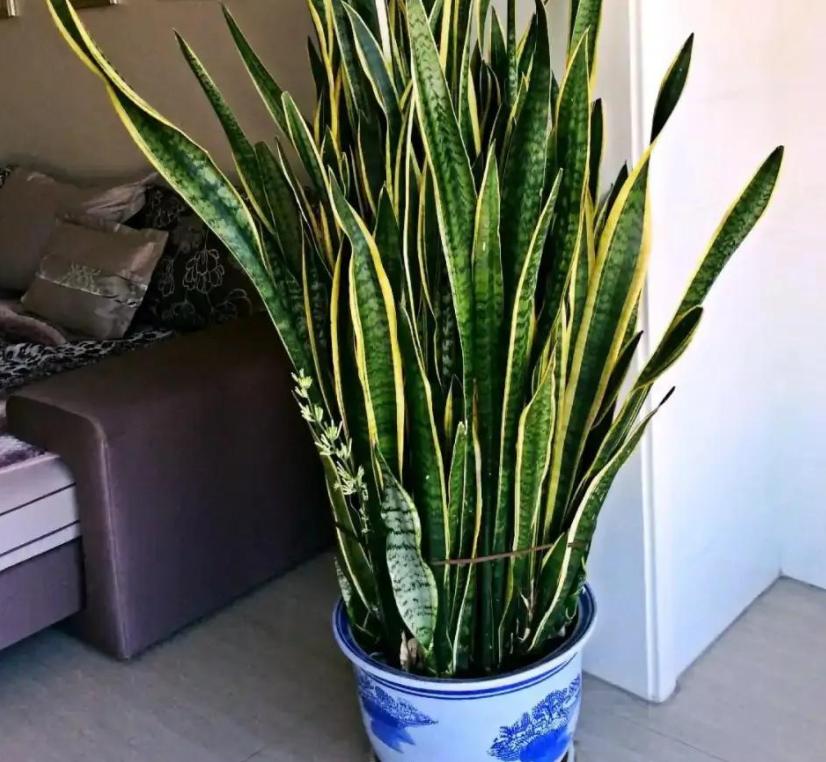 虎皮兰老是发侧芽怎么办,虎皮兰发的侧芽怎么办