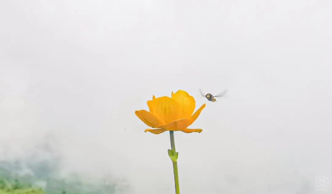 徒步穿越北驼梁完整版,穿越花海古道游记