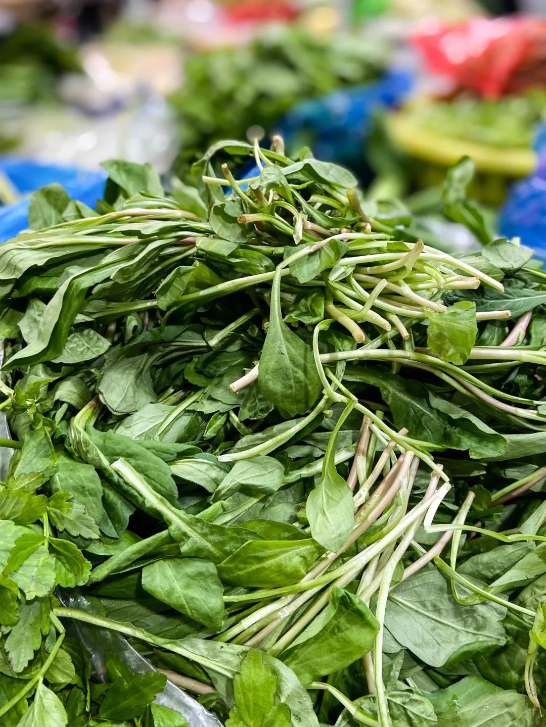 南京城市野菜猎人实录