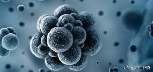 猫咪得了猫传腹站不起来几天会死,猫传腹口服441和针剂441的区别