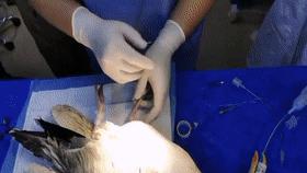 野生银鸥腿骨折，医生手术治疗