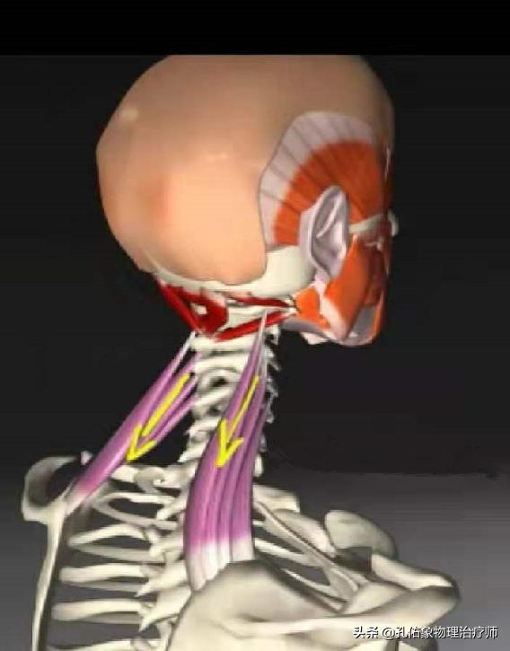 为什么颈部痛,颈肩部疼痛的康复治疗