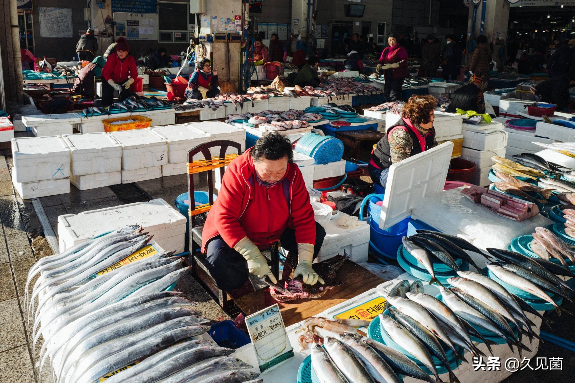 带鱼为什么会活不长呢图片,带鱼为什么出水就活不了