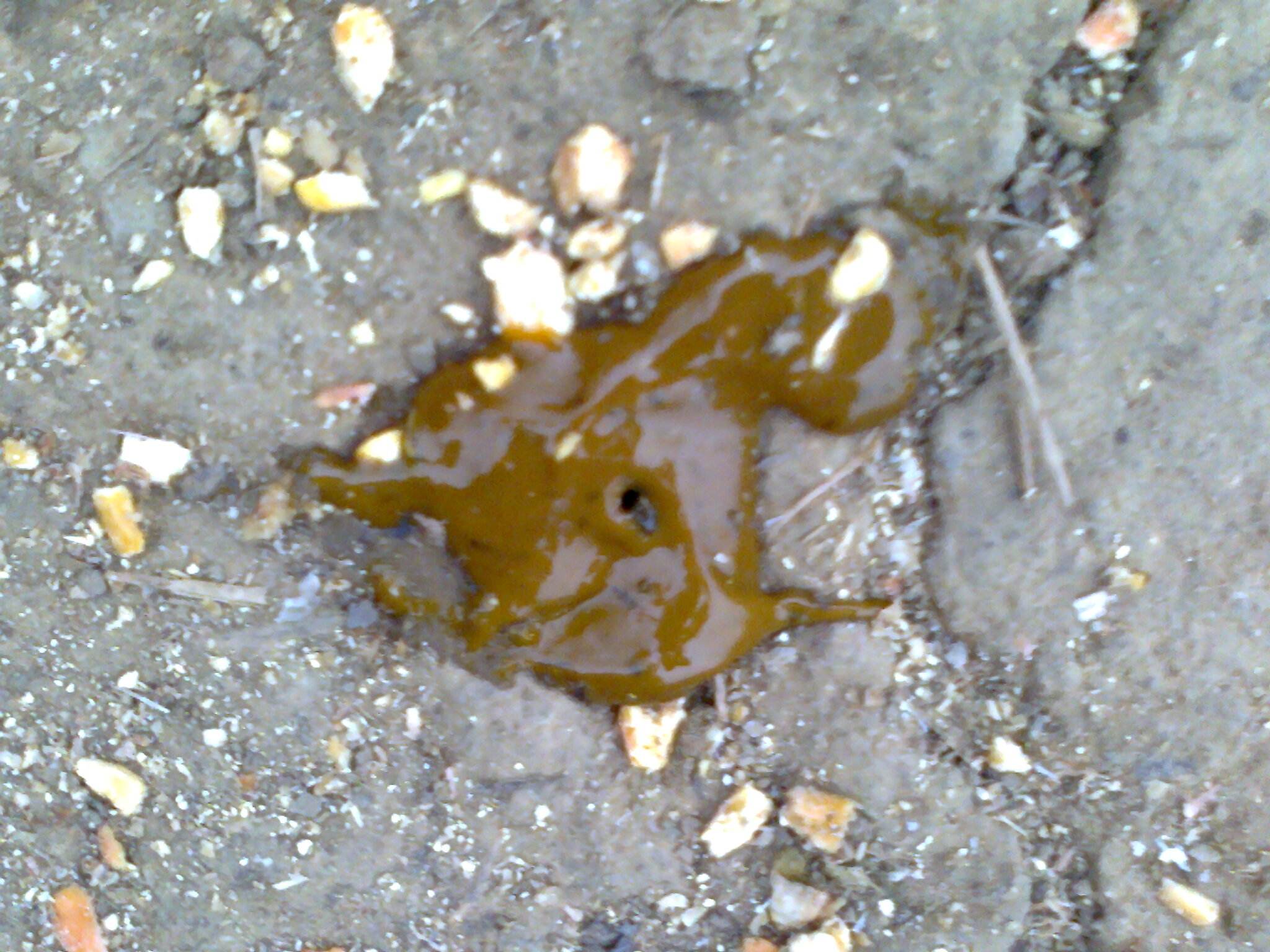 鸡粪对鸡病有什么作用,视察鸡粪怎么判断鸡病