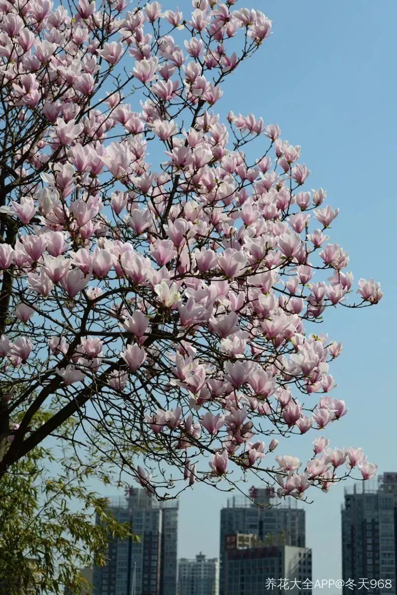 看到花的时候，不知是什么花？那就收下这份百花图谱