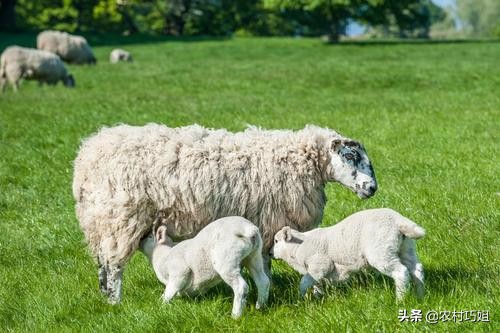 刚出生的小羊羔需要关注什么,小羊羔喂牛奶关注事项