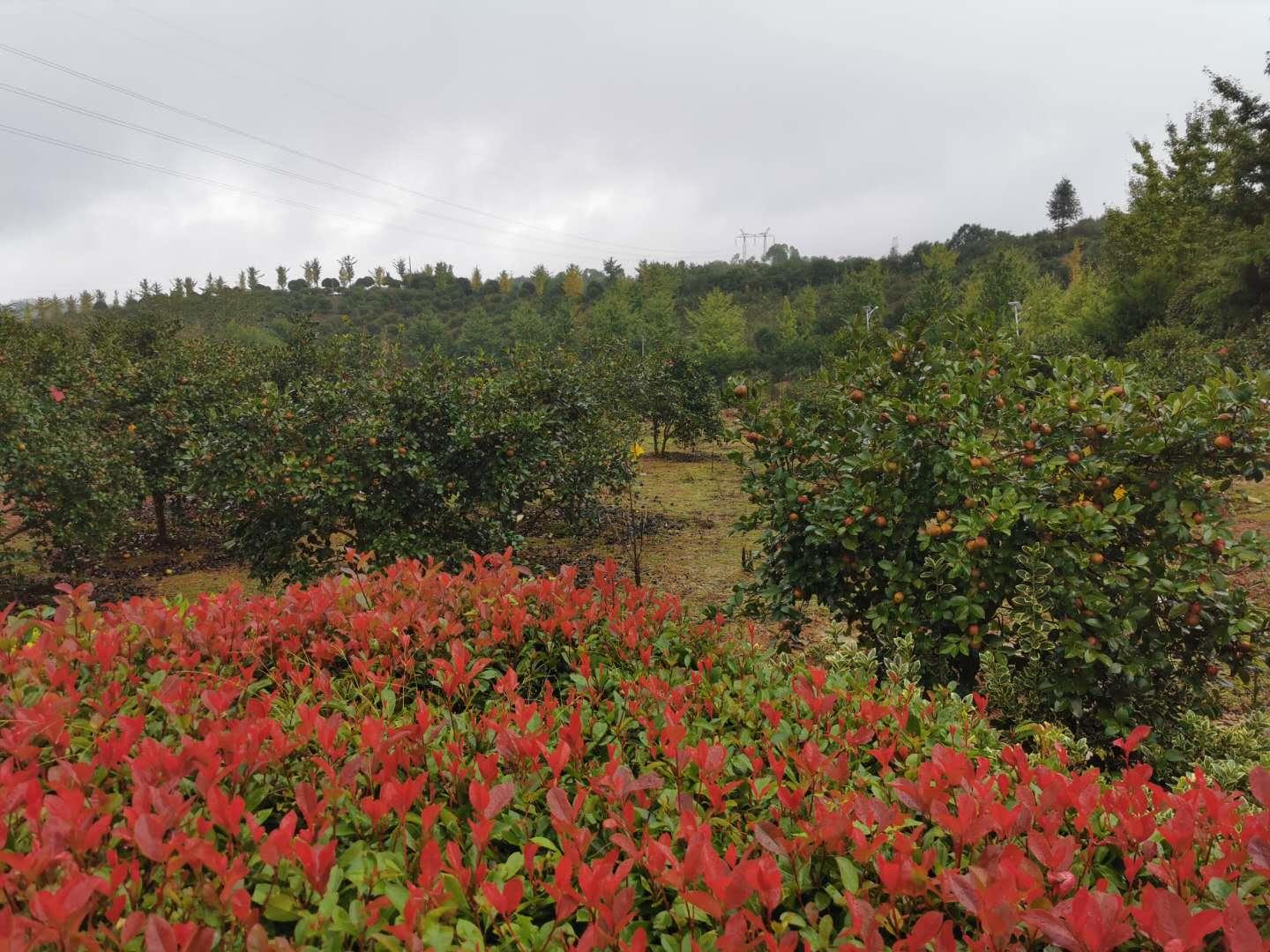 中国油茶之乡,中国油茶之乡玉屏