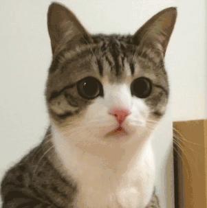 安检时猫在行李箱,安检行李箱有只猫