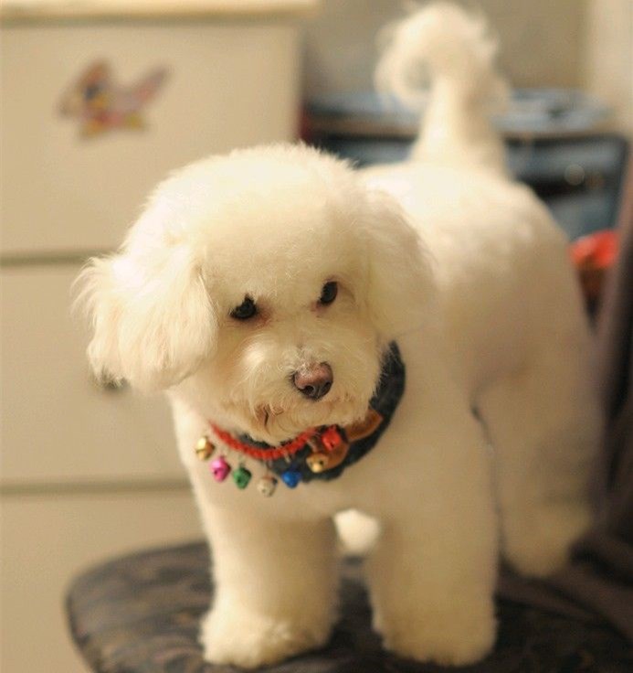 比熊犬毛发变差打结怎么回事,比熊犬沐浴后毛发打结怎么办