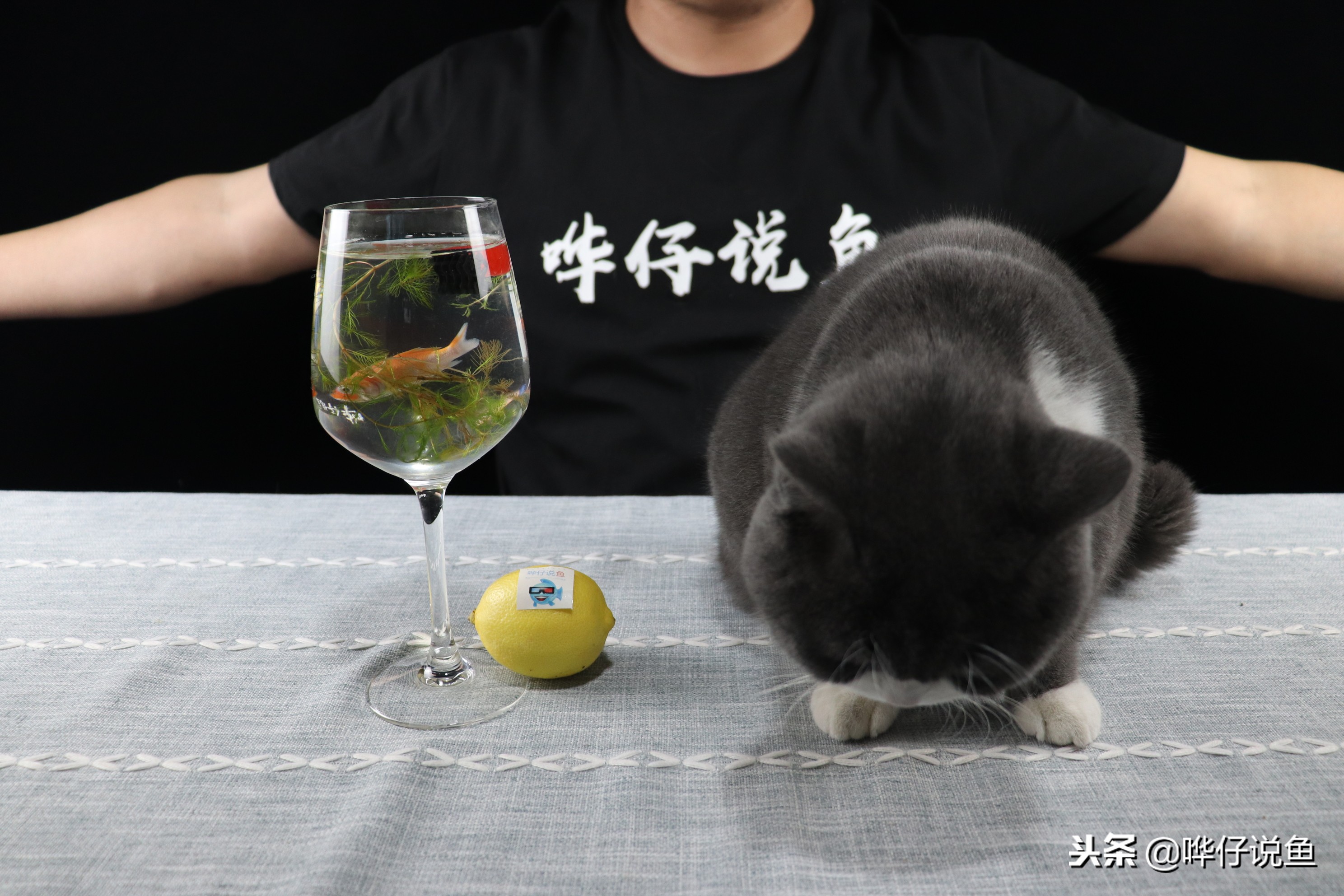 如何将鱼缸快速培养出硝化细菌,鱼缸怎样快速培养硝化细菌