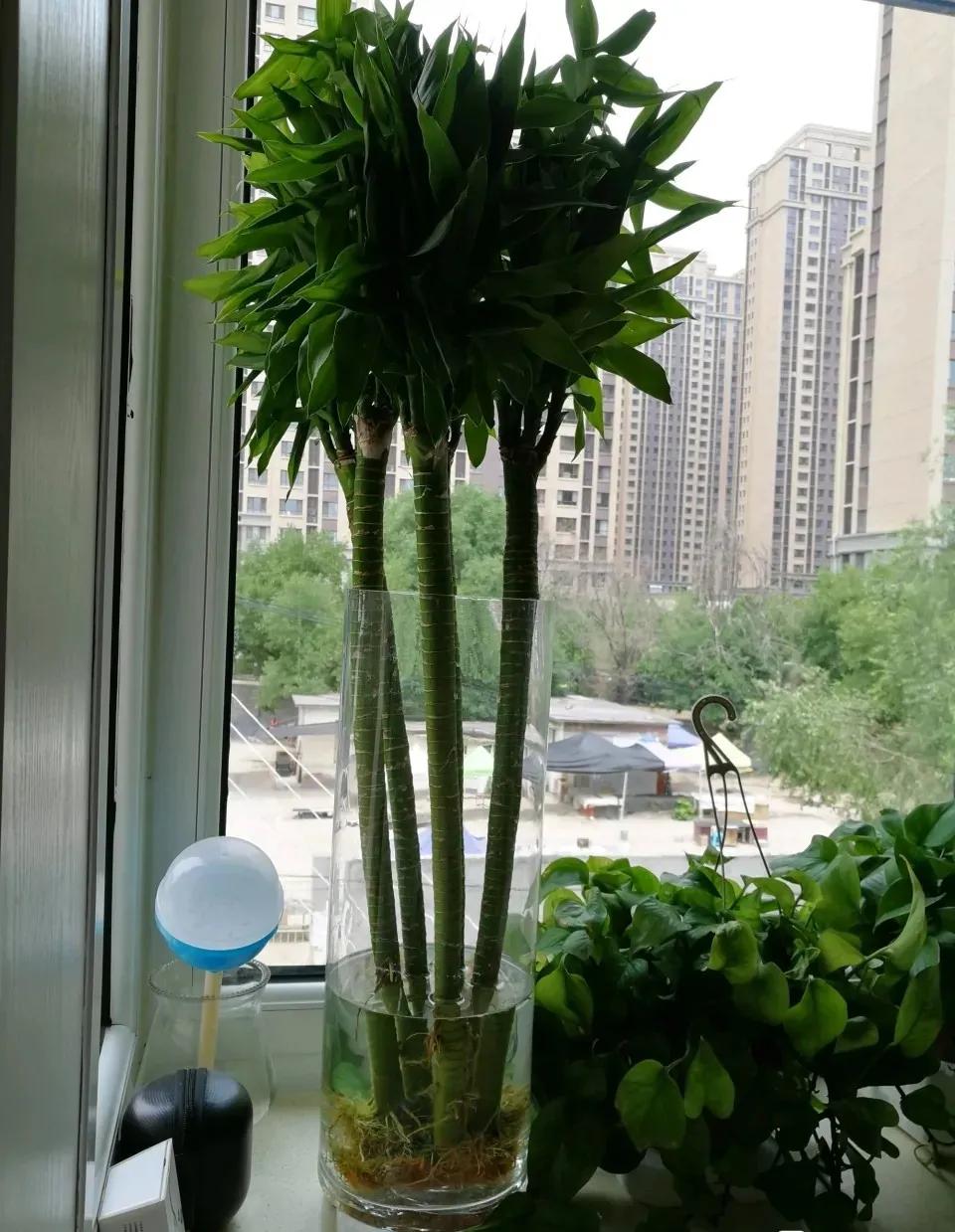 富贵竹黄叶有什么办法拯救吗,富贵竹黄叶的原因和解决办法