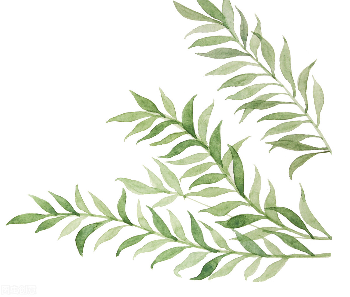 丰华街的白蜡树——新叶冉冉逢谷雨