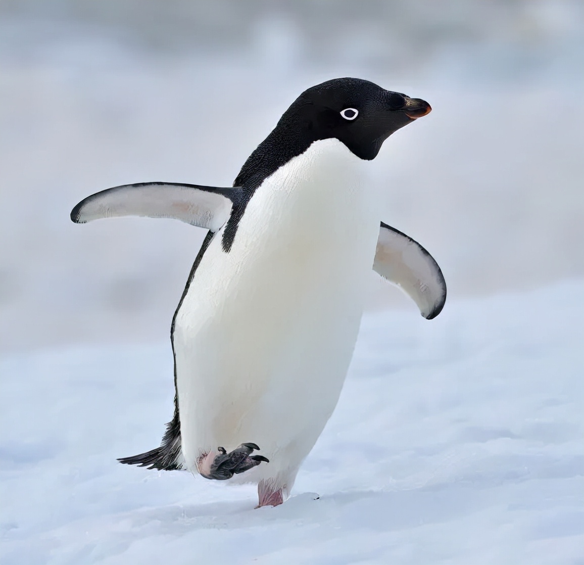 企鹅用手踢同伴下水,踹队友的企鹅