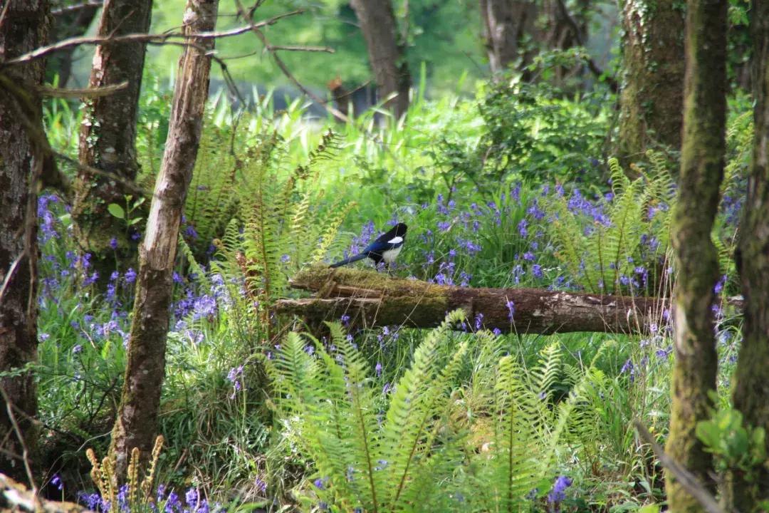 世界上哪些国家禁止离婚,世界上禁止离婚的国家高清视频