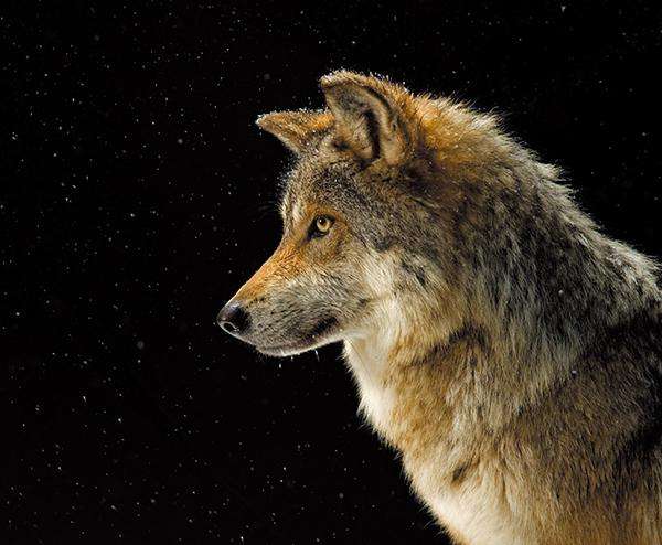 狼图腾大揭秘,狼图腾狼行天下