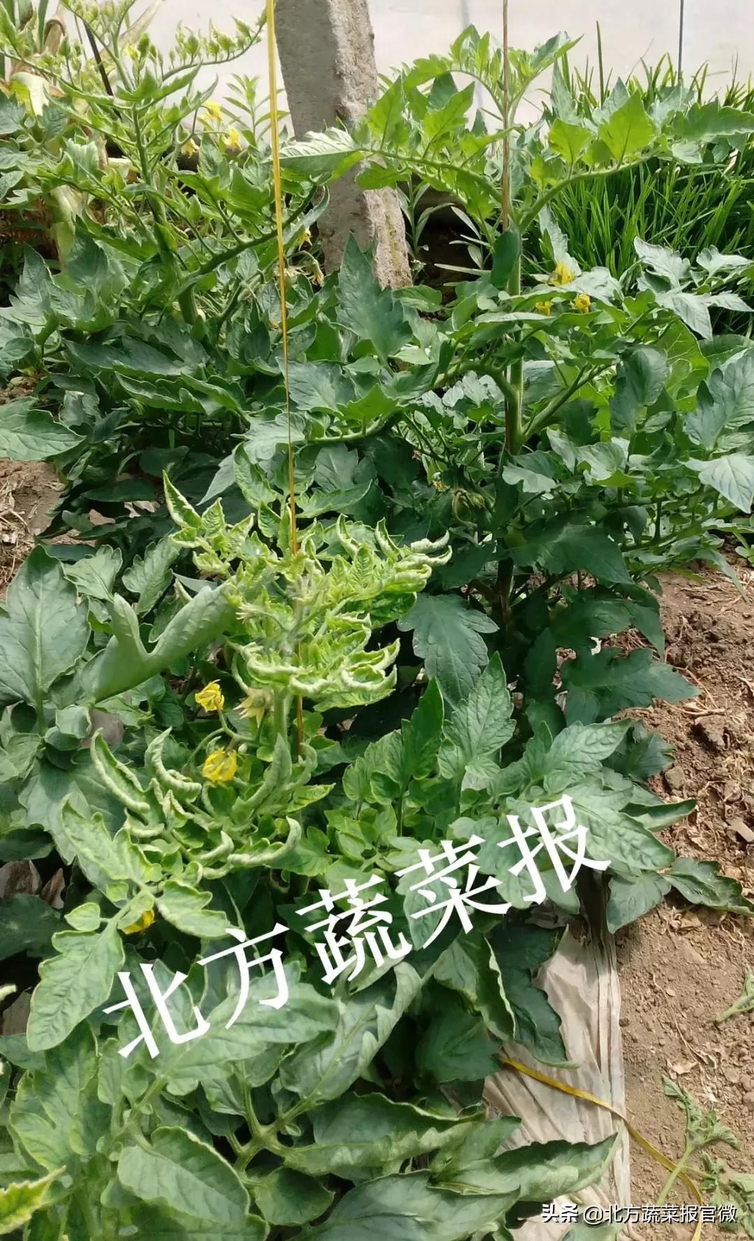绝密种植技术,不需要花钱的种植技术