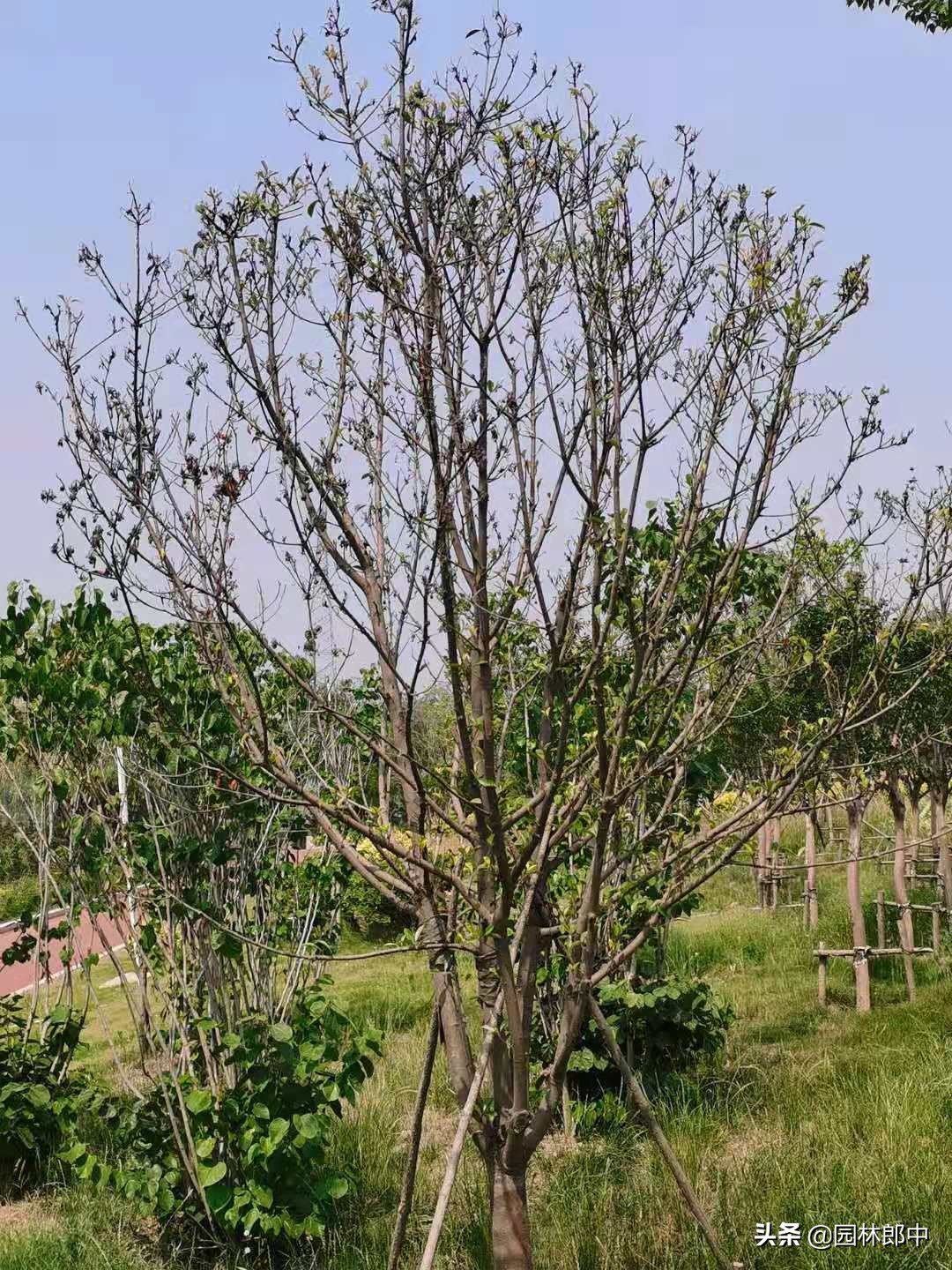 苗木回芽如何补救,苗木枯死部位如何处理