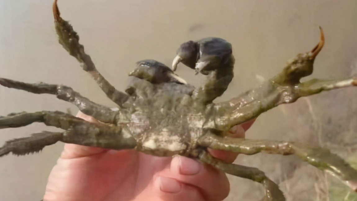 螃蟹疾病是怎么引起的,螃蟹病的症状和治疗