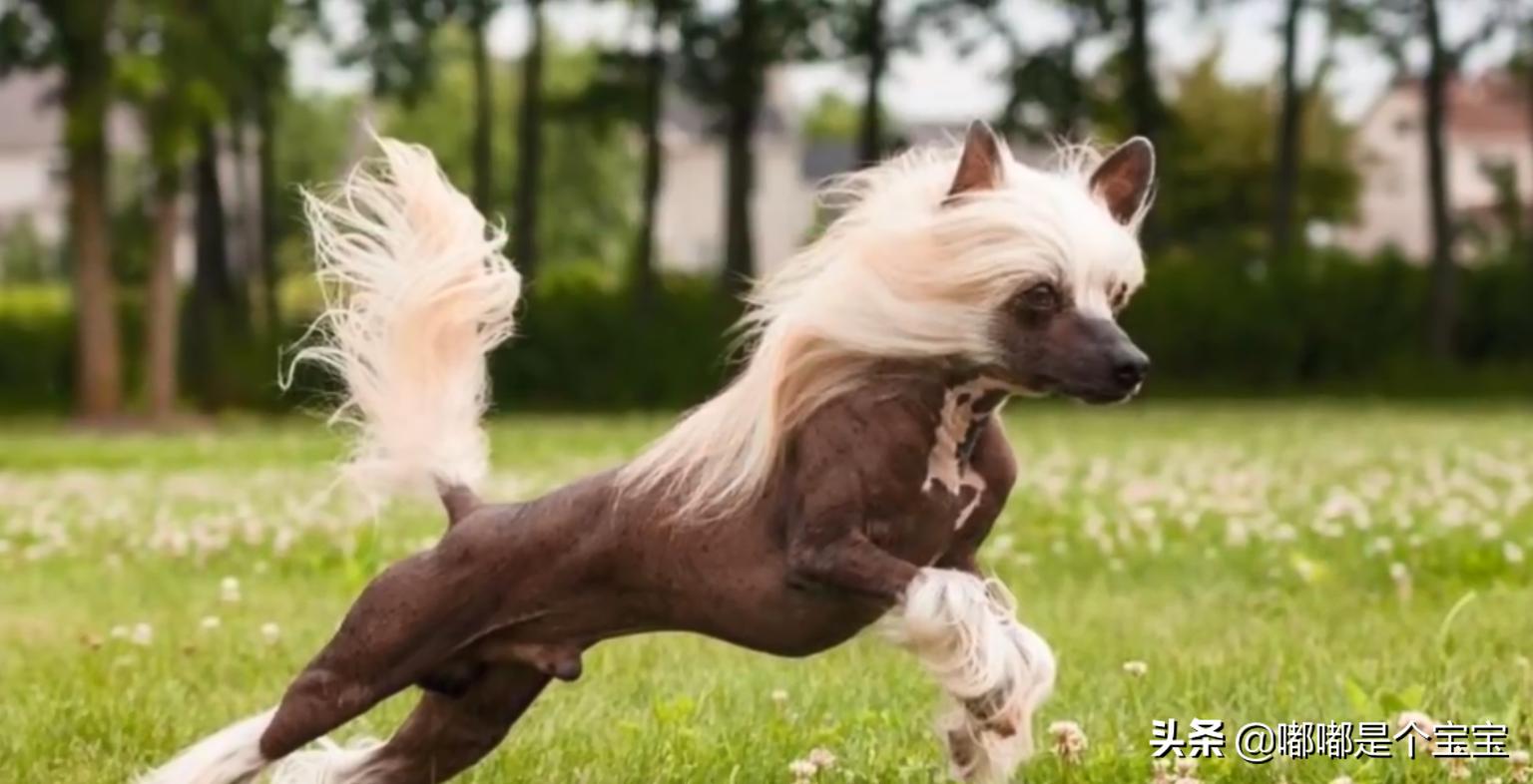 最恐怖的五种杂交生物,科学家搞出来的神奇杂交物种