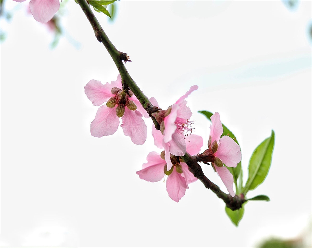 盆栽桃花养殖方法,观赏桃花的养殖方法和关注事项