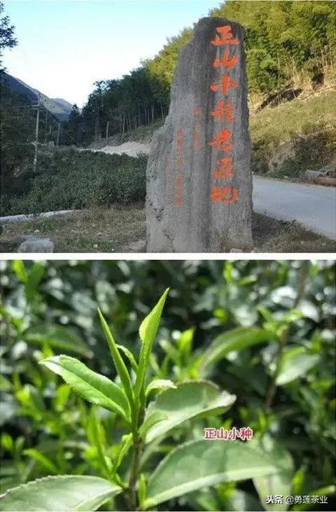 中国十大名茶产地及茶类介绍,中国十大产茶大省排行榜
