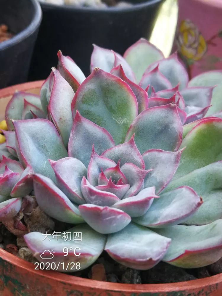 一杯清茶一道暖阳,一杯清茶温暖的时光