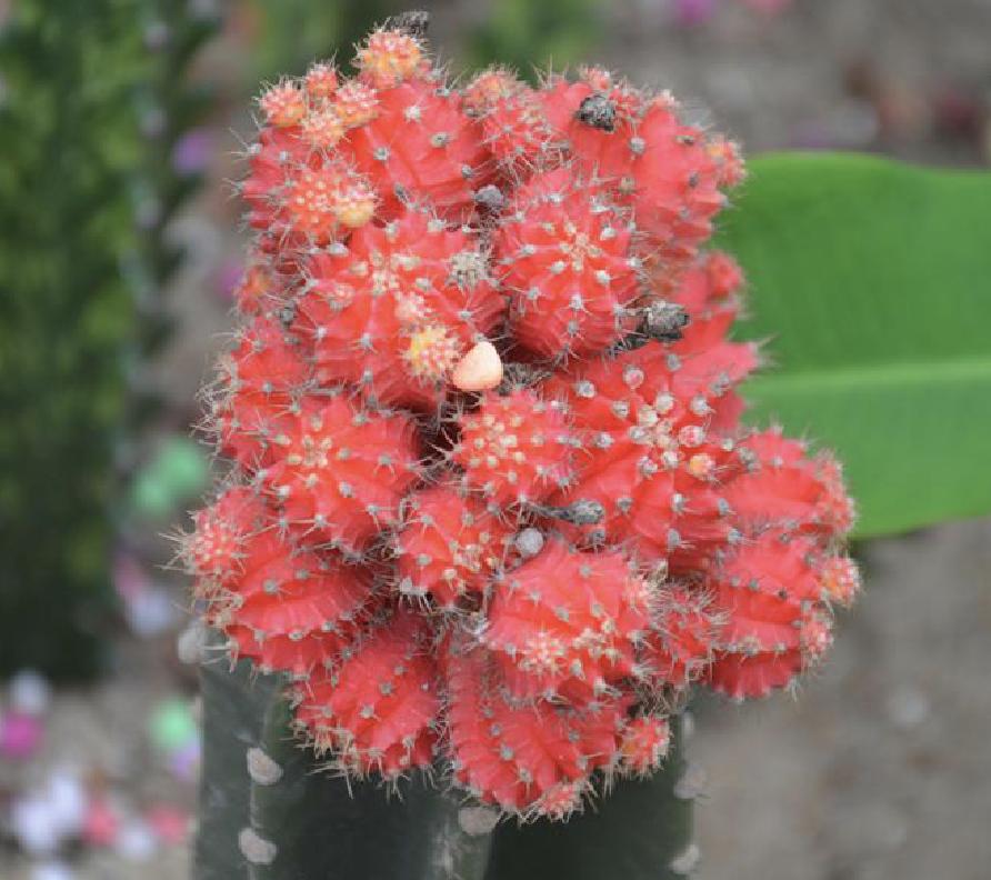 牡丹茎腐病怎么治好的,绯牡丹徒长怎么办