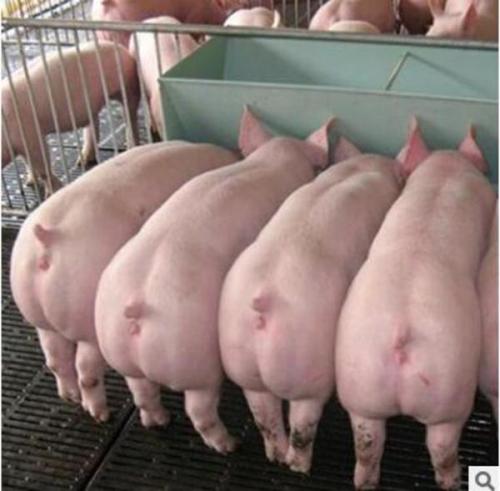 养猪要控制成本有秘诀,养猪人怎样才能把握住行情