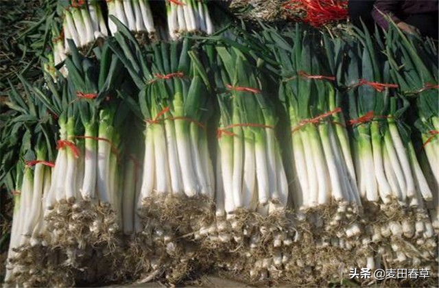 大葱春季地膜育苗方法和技术,春种玉米种植技术