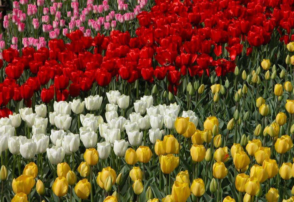 风信子开完花土培还会再开吗,风信子开完花空瓶子再养什么花