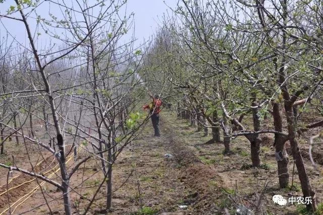 果园用石硫合剂,果园清园用石硫合剂几次最好