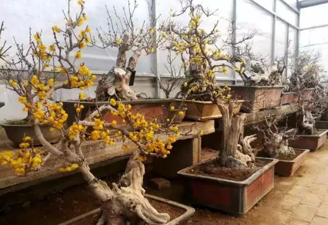 许昌免费赏梅景区有哪些,赏桃花正当时