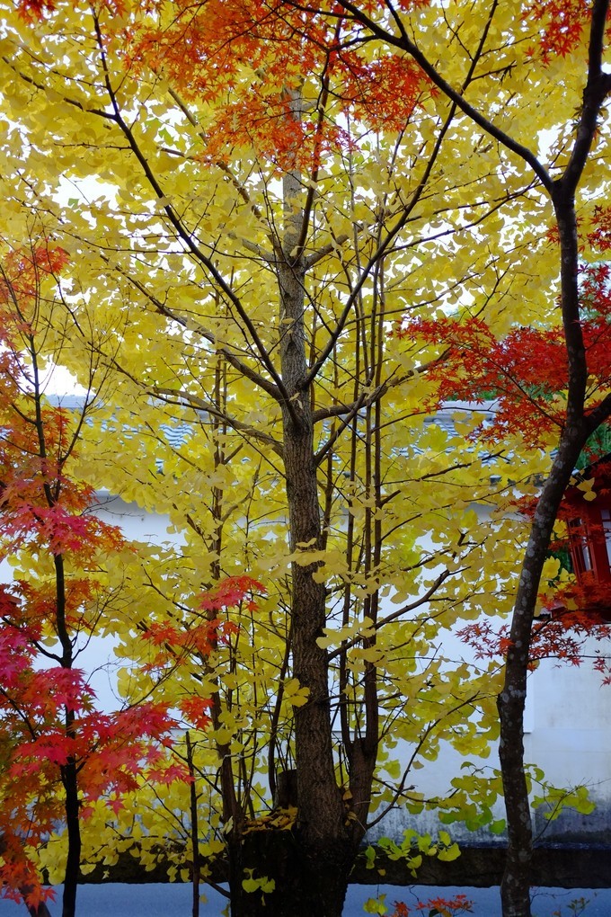 京都赏枫2022,京都赏枫必去景点有哪些好玩的